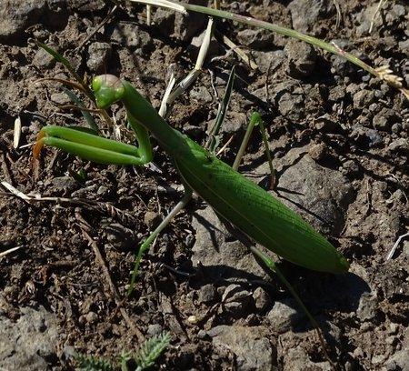 Réf. 214 415 : Mantis religiosa